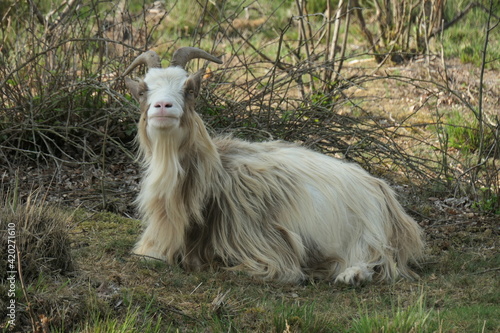 A beige Brown spotted longhaired land goat in the grass. Up close.