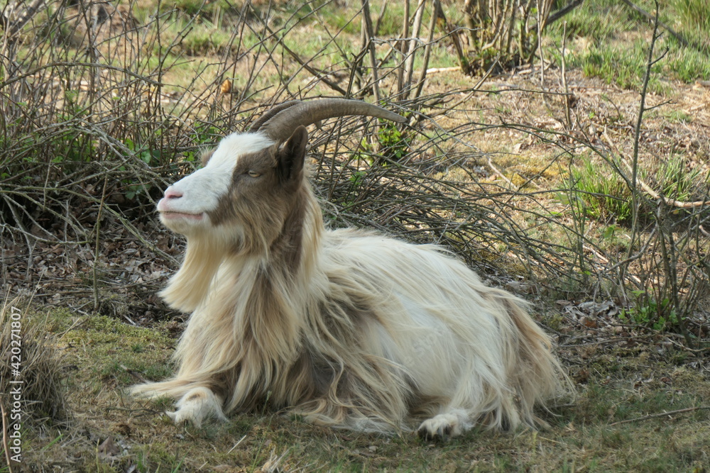 A beige Brown spotted longhaired land goat in the grass. Up close.