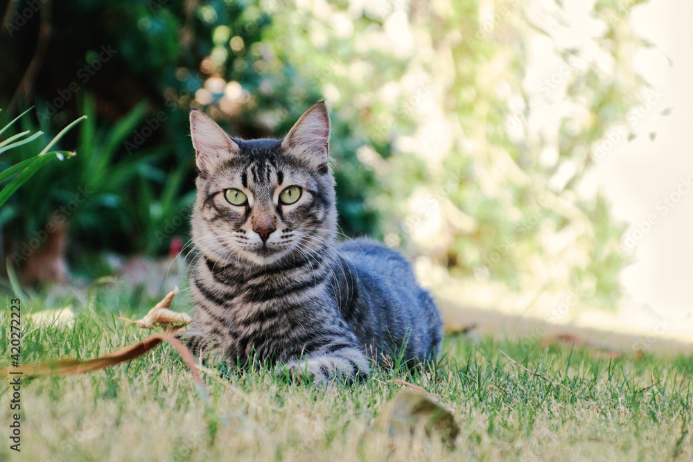 Fototapeta premium cat on the grass