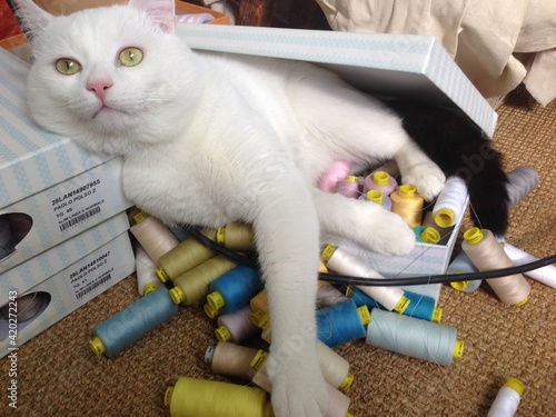 A big white cat climbed into a box of threads