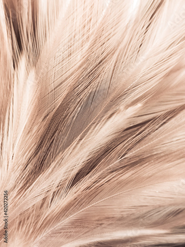 Beautiful abstract white and brown feathers on white background and soft yellow feather texture on white pattern and yellow background  feather background  gold feathers banners  brown texture