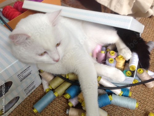 A big white cat climbed into a box of threads