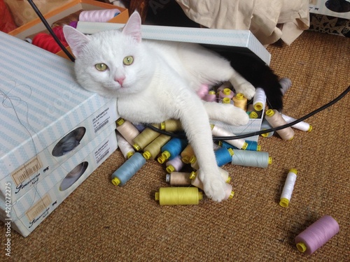 A big white cat climbed into a box of threads