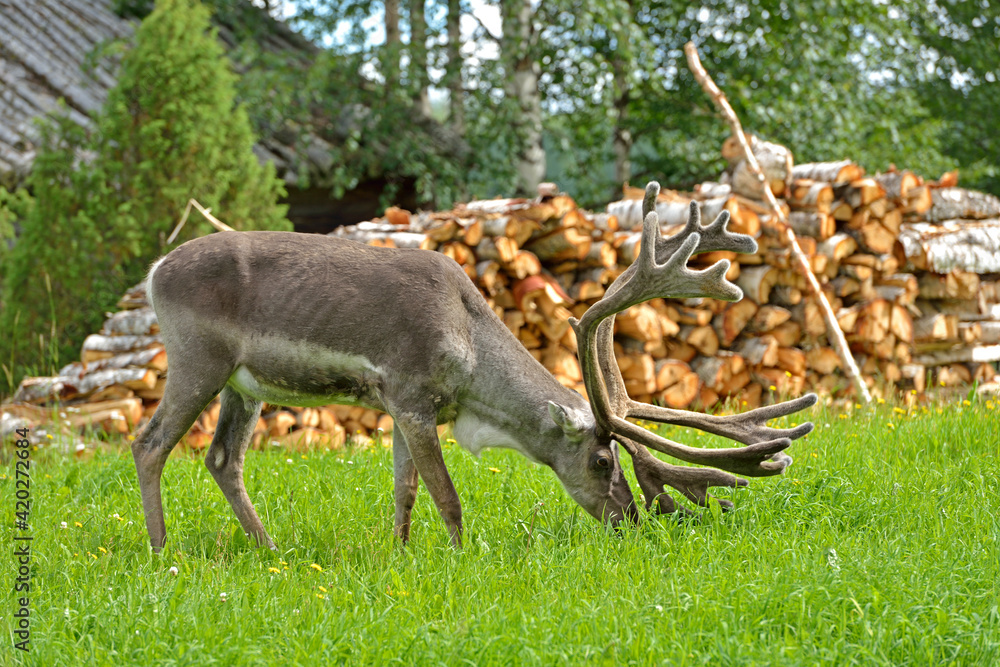 Naklejka premium Reindeer (Rangifer tarandus) on farm next to firewood
