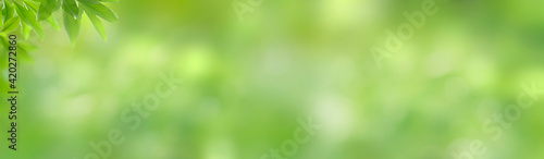 Panorama green leaves and refreshing atmosphere with sunlight. Blurred leaf background with natural bokeh light. Foliage of tropical tree in summer. Photo for cover graphic design or ecology content