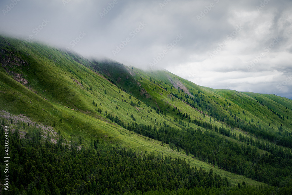 A beautiful alpine landscape with grassy mountain slopes in the fog and coniferous forest below. Highlands, green meadows, low clouds, misty mountains. Travel, hiking, wilderness, summer at altitude.