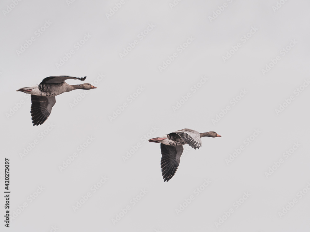  close up of greylag geese flying side by side in blue sky