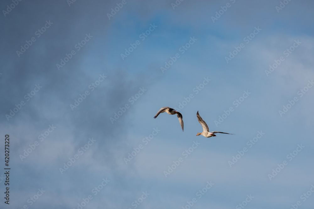  close up of greylag geese flying side by side in blue sky
