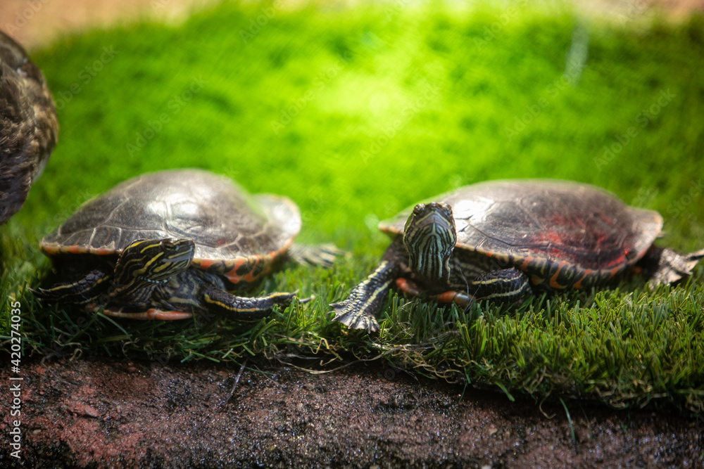 Fototapeta premium Turtle