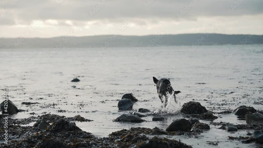 Black labrador dog playing fetch at the beach, slow motion Black labrador dog playing fetch at the beach, slow motion
