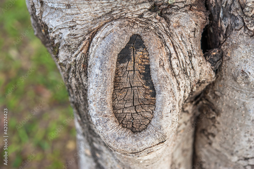 tree mutilation, environmental degradation in Brazil tree mutilation, environmental degradation in Brazil