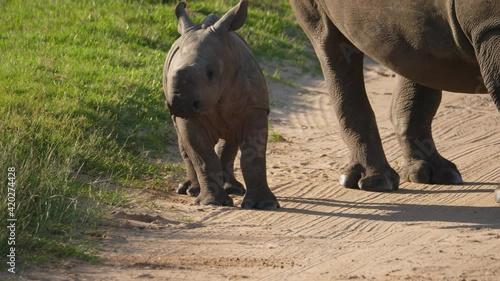 Adorable baby white rhino runs towards the camera and stops abruptly, portrait view.