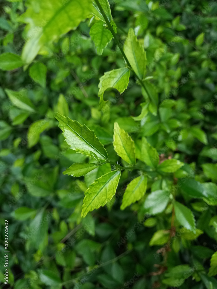 green leaves background green leaves background