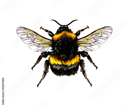 Bumblebee from a splash of watercolor, colored drawing, realistic. Vector illustration of paints