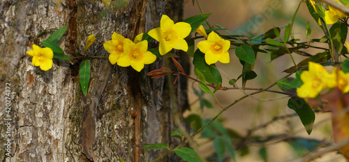 Beautiful Yellow Jessamine vine, climbing on a pine tree in a pine savanna meadow, is a native wildflower and an early spring food source for pollinators photo