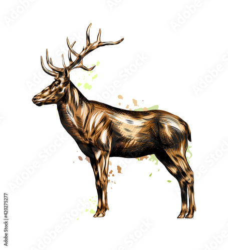 Red deer from a splash of watercolor, colored drawing, realistic. Vector illustration of paints