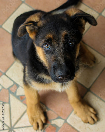 sitting german shepherd puppy looking curious at the camera