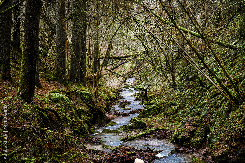 A small stream flows through the cold, dreamy forest during winter.