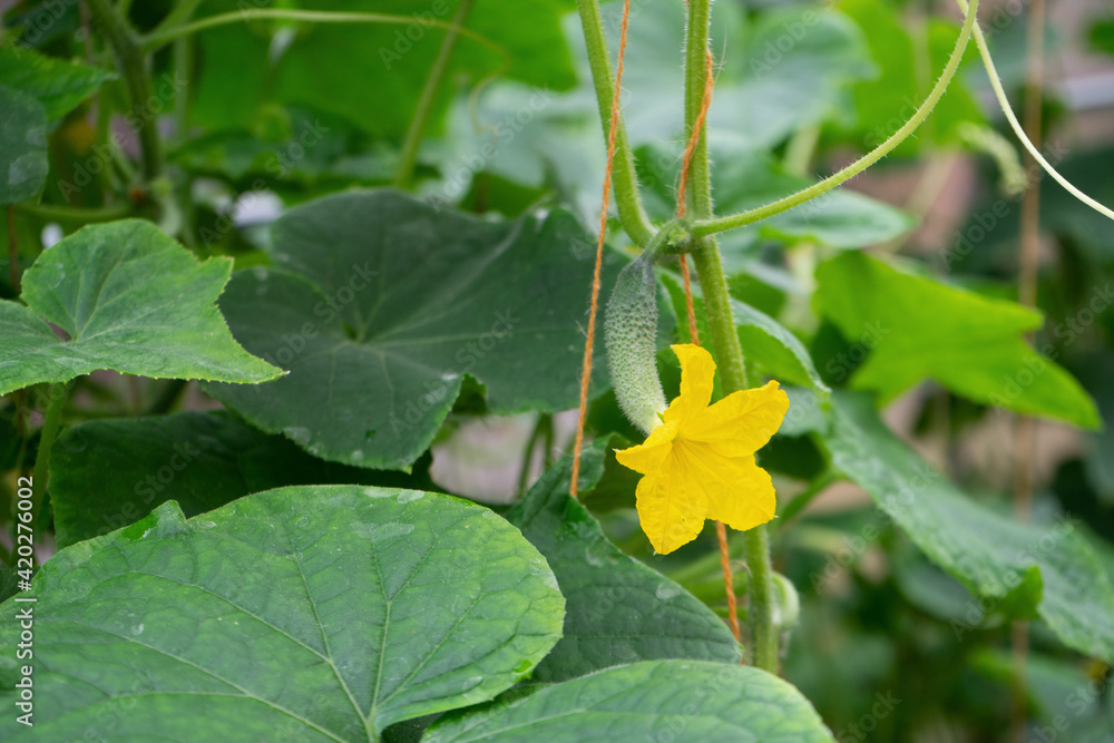Fototapeta premium young shoot, Yellow cucumber flower, sprout