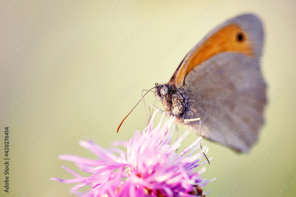 Obraz premium Butterfly