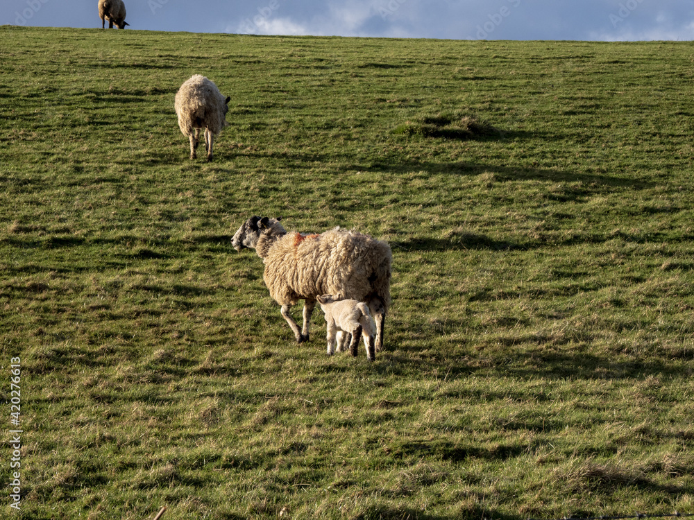 Obraz premium HOT MILK TONIGHT AT BEDTIME