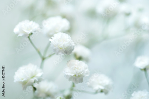 White flowers of the gypsophila. Gentle spring background. Soft focus.