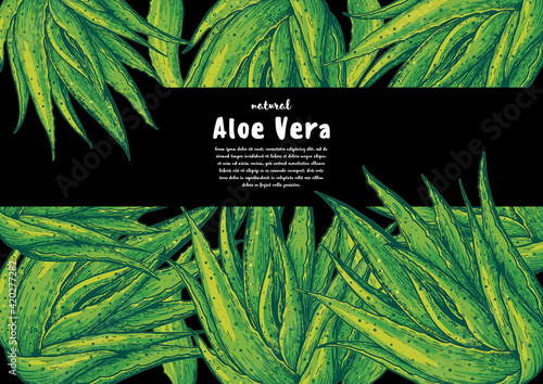 Aloe vera hand drawn frame. Vector illustration. Botanical design with aloe. Colorful illustration.