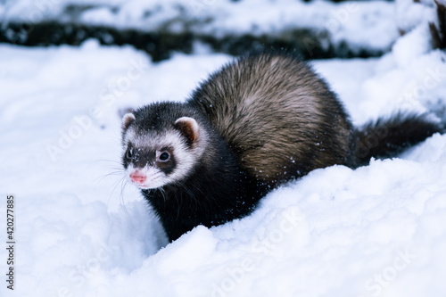 Domestic ferret playing on the snow.