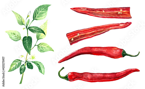 Chile set. Watercolor pods of red pepper and branches with leave