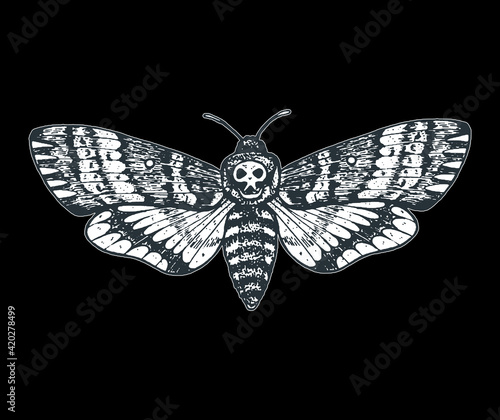 Death's head hawk moth hand drawn vector illustration. Acherontia atropos butterfly.