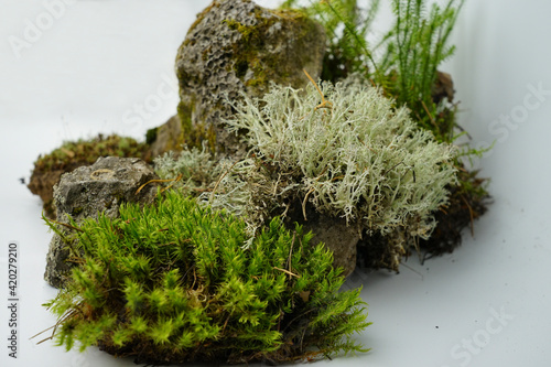 Rocks overgrown with moss next to the driftwood. Several types of green moss. Composition for decoration of a terrarium on a white background