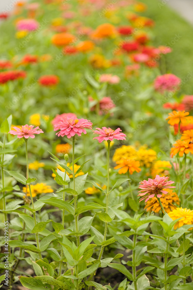 Closeup of red and pink flowers of Zinnia flowers are in full blooming, selective foucs Closeup of red and pink flowers of Zinnia flowers are in full blooming, selective foucs