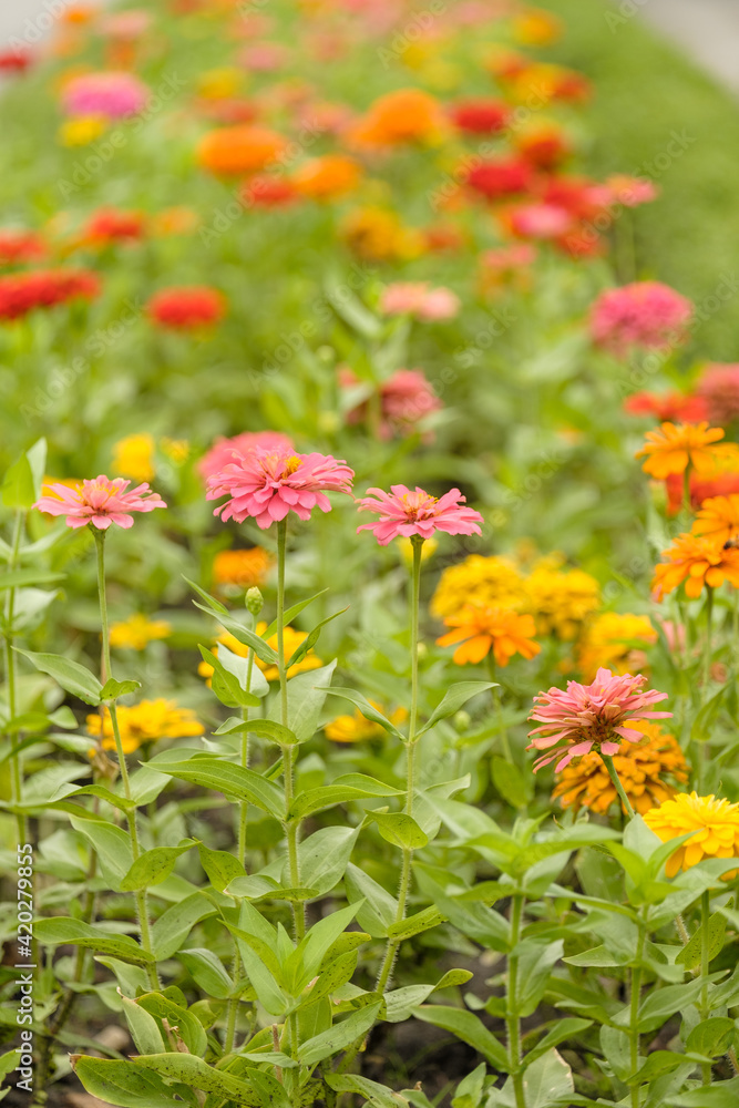 Closeup of red and pink flowers of Zinnia flowers are in full blooming, selective foucs