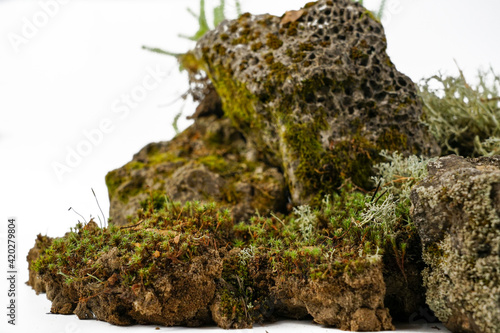 Old porous stone overgrown with moss on a white background. Stone for texture