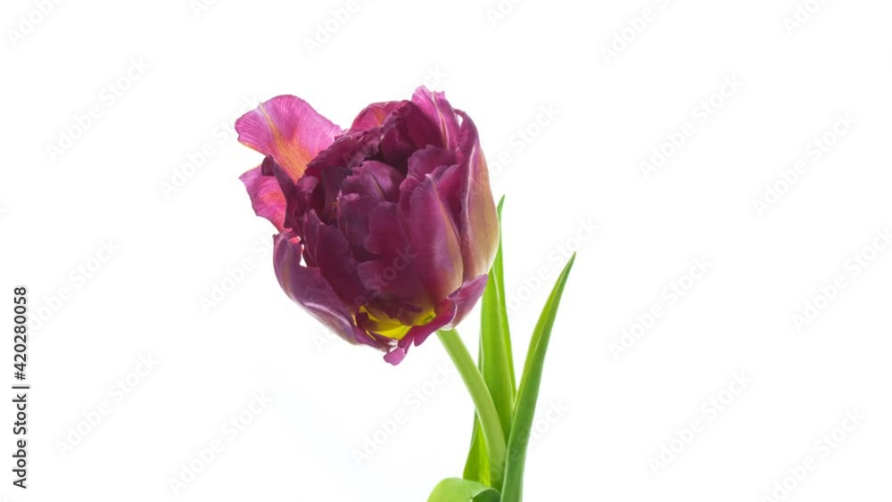 Beautiful large colourful tulip blooming. Timelapse of bright, yellow and red striped tulip flower opening on white background close up. 4K Beautiful large colourful tulip blooming. Timelapse of bright, yellow and red striped tulip flower opening on white background close up. 4K