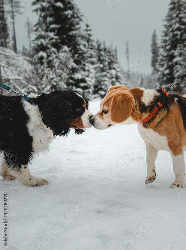Fototapeta Naklejka Na Ścianę i Meble -  Dog having fun in snow