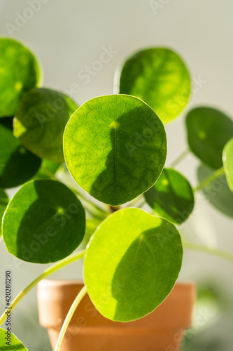 Macro shot of Pilea peperomioides houseplant in terracotta pot  green leaves covered with water droplets. Sunlight. Chinese money plant.