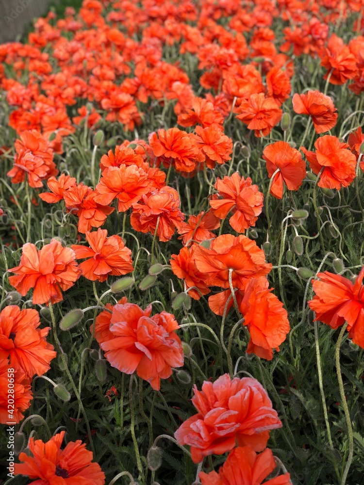 Fototapeta premium red poppies in the garden