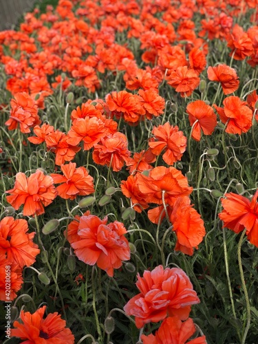 red poppies in the garden