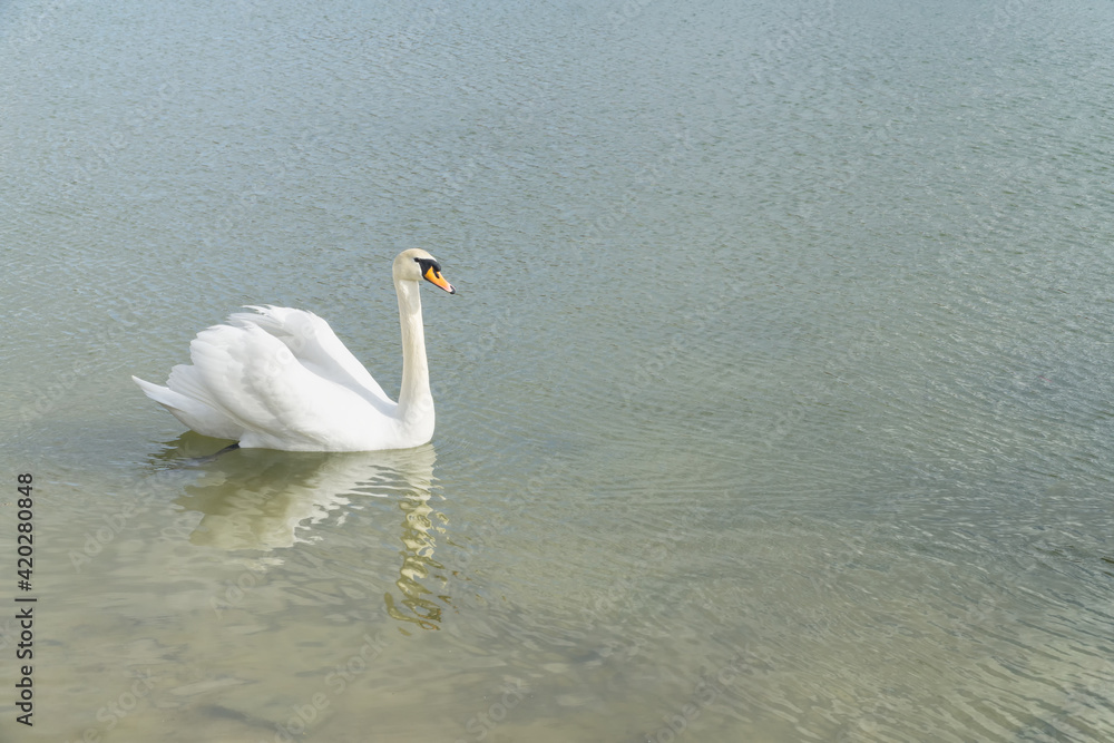 Lonely white swan (Cygnus olor) on the rippled water. Sunny spring day. Natural background with copy space. Lonely white swan (Cygnus olor) on the rippled water. Sunny spring day. Natural background with copy space.
