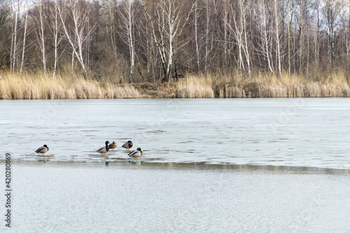 Winter or early spring landscape with frozen water and forest in Poland, Europe. Group of mallards on the melting ice sheet covering the lake or pond.