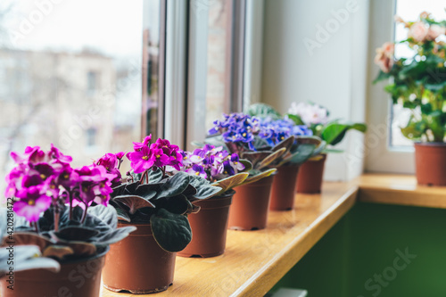 African violet. Home mini potted plants on the windowsill. Flowering saintpaulias. Selective focus. photo