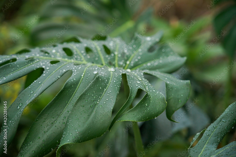Palm leaves in the rain close-up. Raindrops on the leaves of a green palm tree Palm leaves in the rain close-up. Raindrops on the leaves of a green palm tree