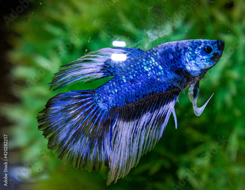 The fighter frightens itself by showing its beautiful fins