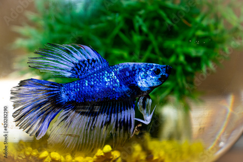 The fighter frightens itself by showing its beautiful fins