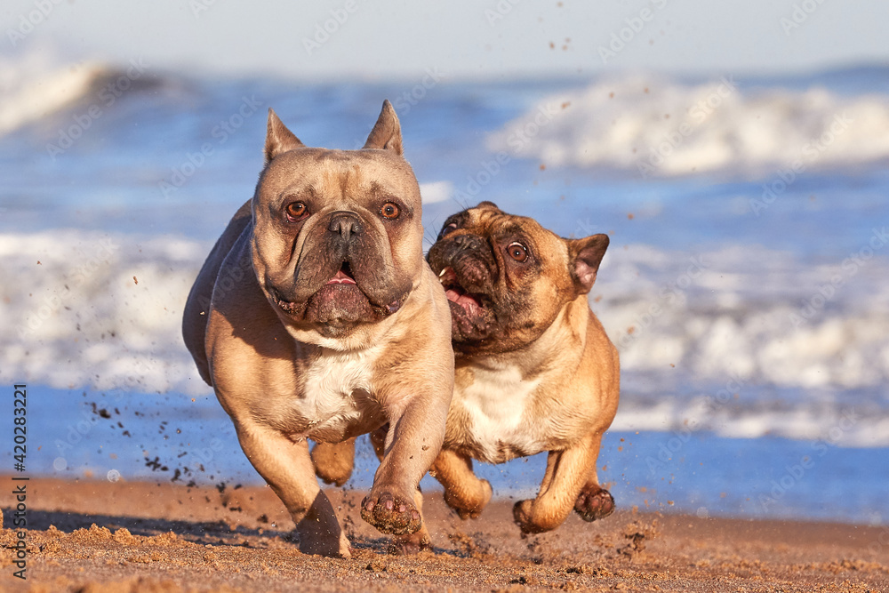 French Bulldogs running and having fun playing on the beach. Happy and Crazy facial expressions