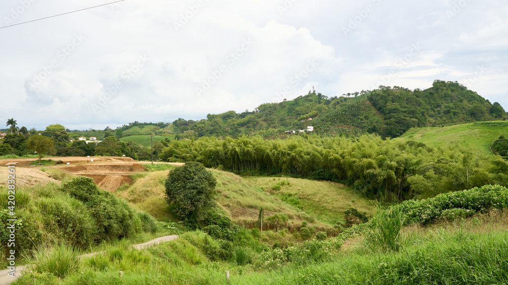 Coffee and guadua plantations located la zona de Combia in  municipality of Pereira Colombia. Coffee Cultural Landscape.