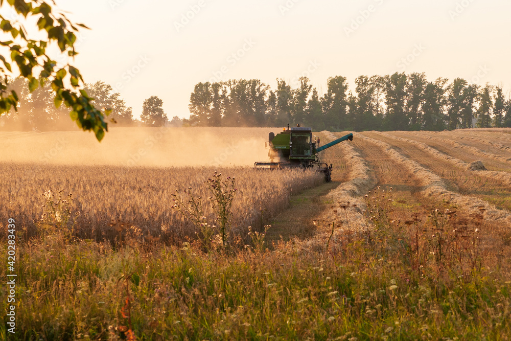 Fototapeta premium Harvester in the field. Grain harvesting.