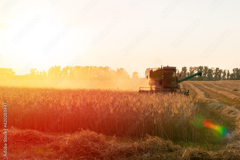 Fototapeta premium Harvester in the field. Grain harvesting.