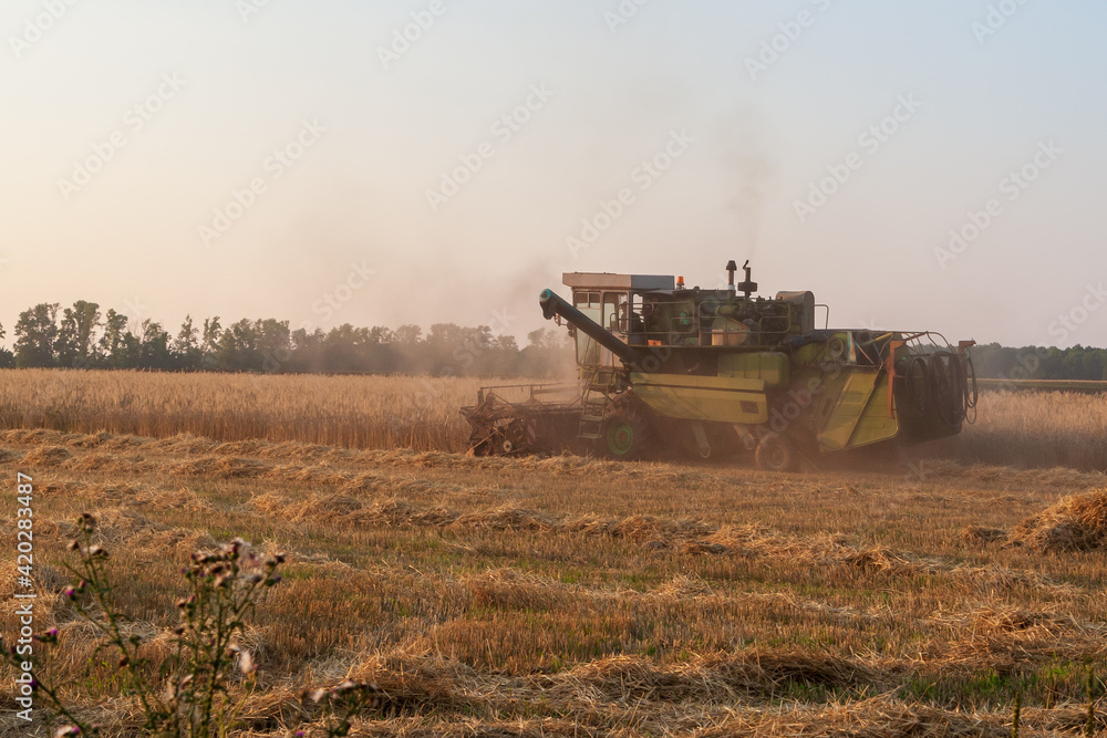 Fototapeta premium Harvester in the field. Grain harvesting.